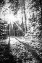 Ln206256005-Sonnenstern und Schatten im Wald-sw